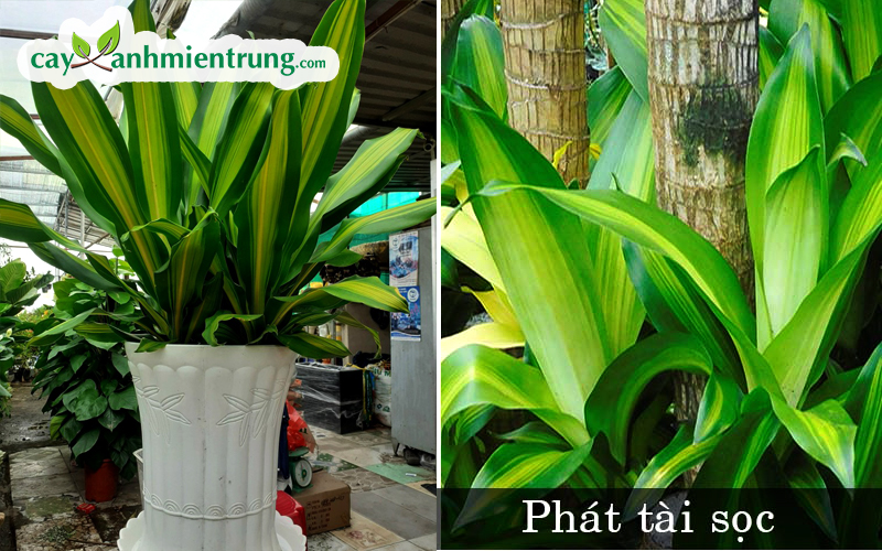 cây phát tài sọc