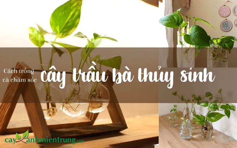 cây trầu bà trắng